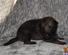 german shepherd puppy posted by Yosemite _Shepherds